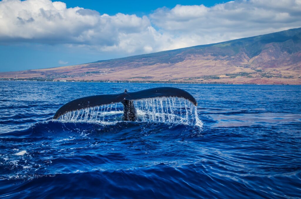 Walvis spotters